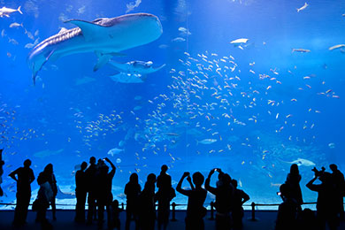 ジンベエザメやマンタが優雅に泳ぐ沖縄美ら海水族館。