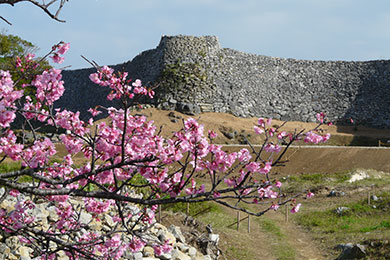 寒緋桜の名所で1月下旬から2月上旬にかけて見頃に。