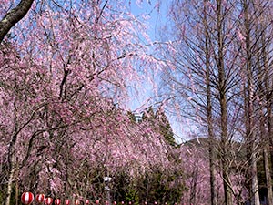 世羅　甲山ふれあいの里の桜