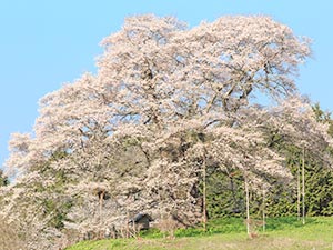 醍醐桜