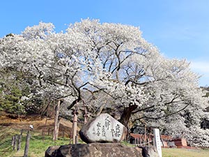 三隅大平桜