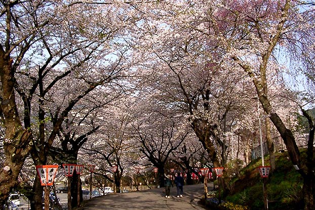 春は1,000本の桜が咲き誇る花巻温泉には大型旅館が集まる