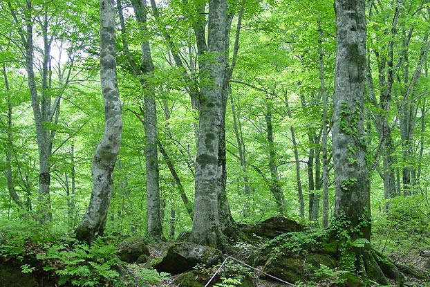 ブナを主体とした原生林が広がり、多様な動植物を観察できる岳岱自然観察教育林