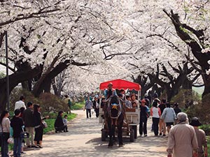 北上市立公園展勝地