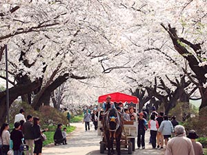 北上市立公園展勝地