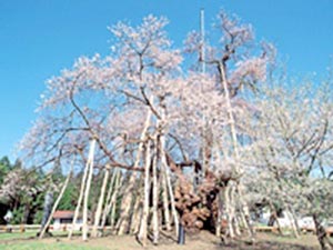 置賜さくら回廊