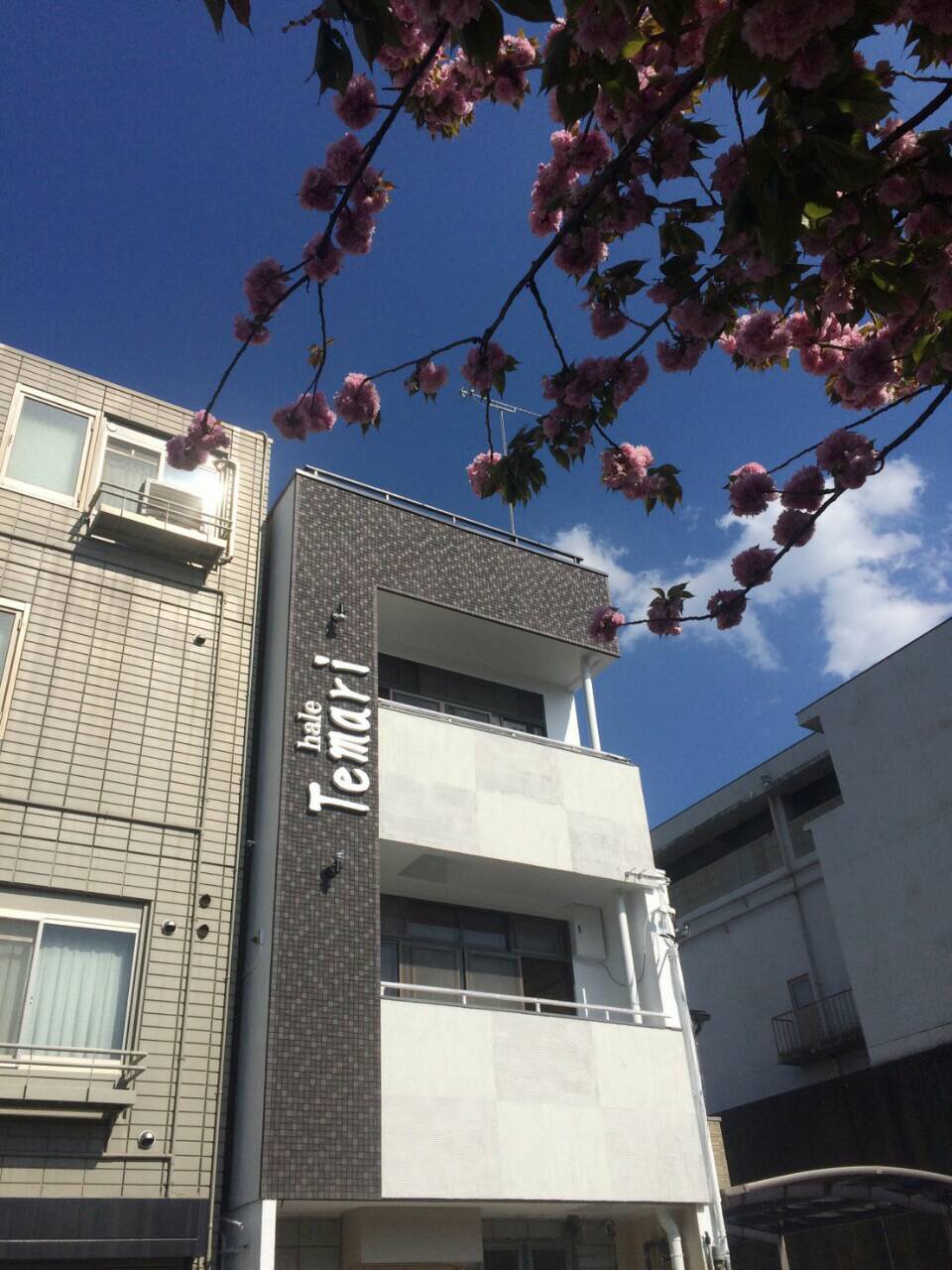 haleてまり 京都御所