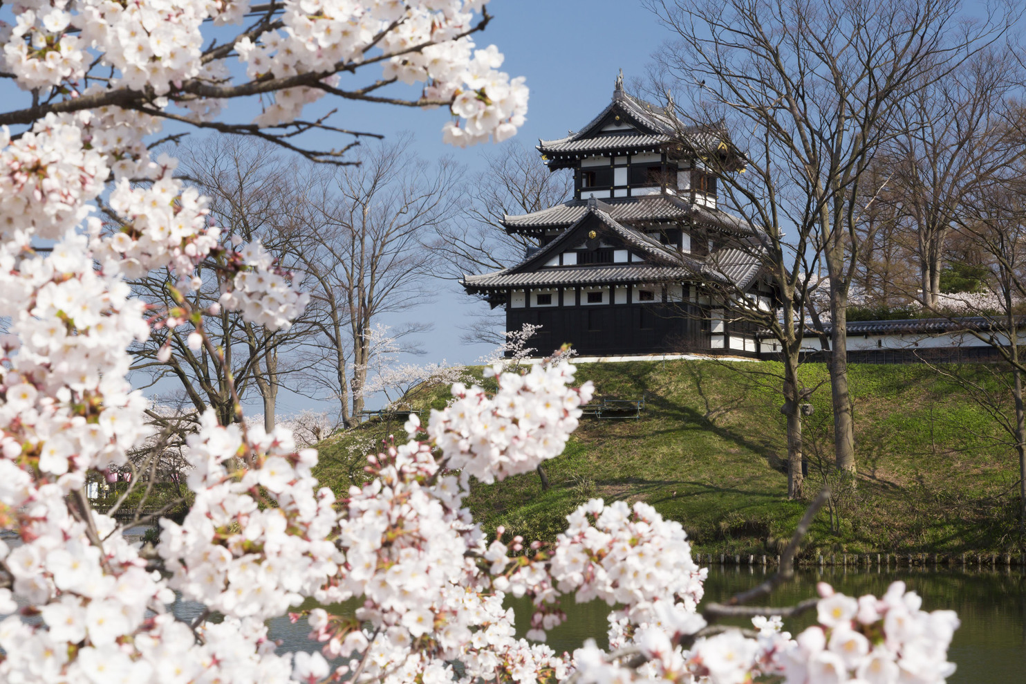 観桜会高田城址公園（日中1）