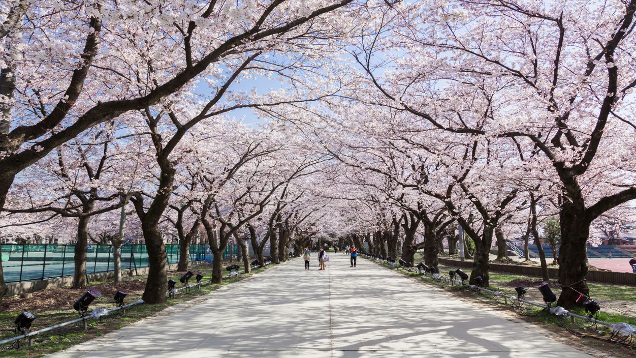 高田城址公園桜ロード