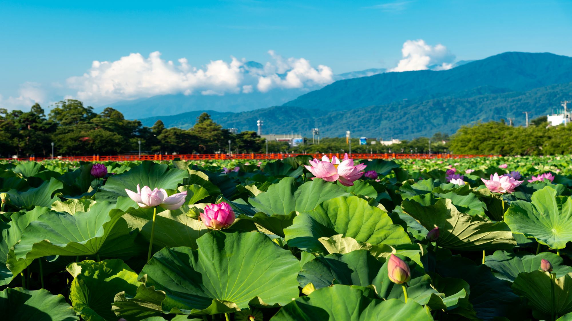 高田城址公園妙高山とはす