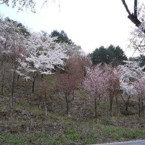 愛宕公園の桜