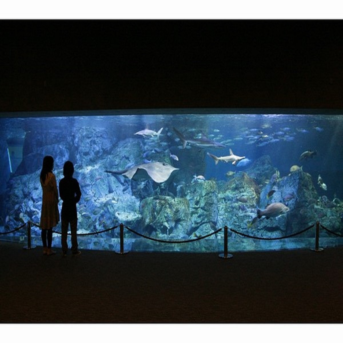 アクティビティ：うみたまご「大回遊水槽」は約90種類、1500尾の魚たちが泳いでいます