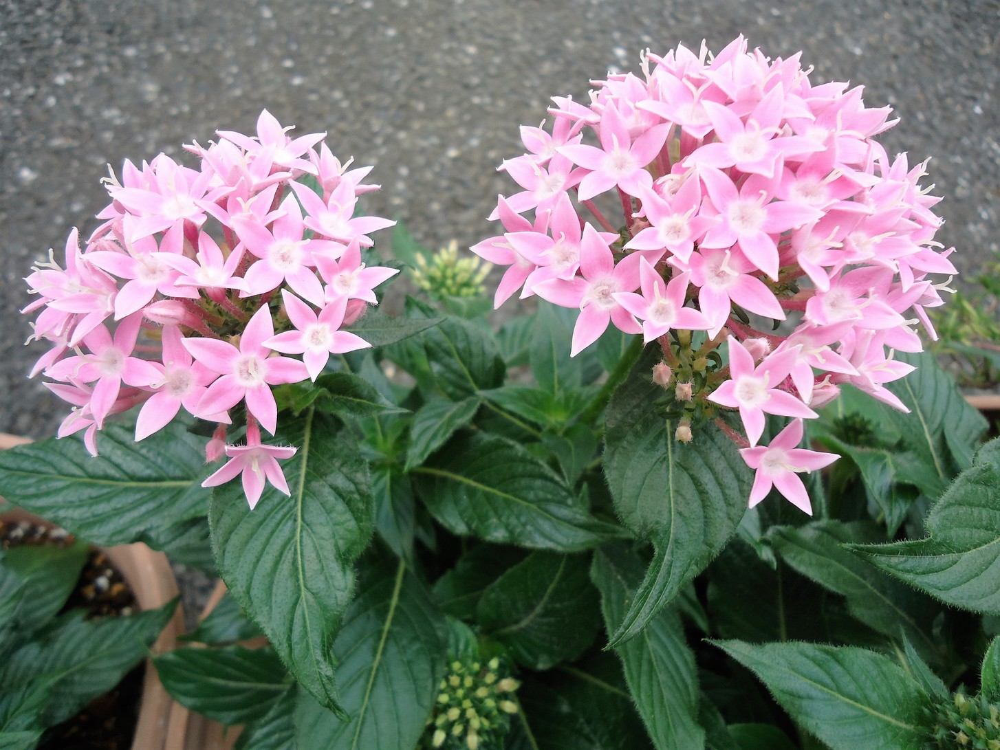 This photo about Business Hotel Hosenkaku shared on HyHotel.com