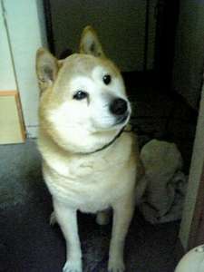 ちょっとお澄まし！可愛い看板犬イチローどん