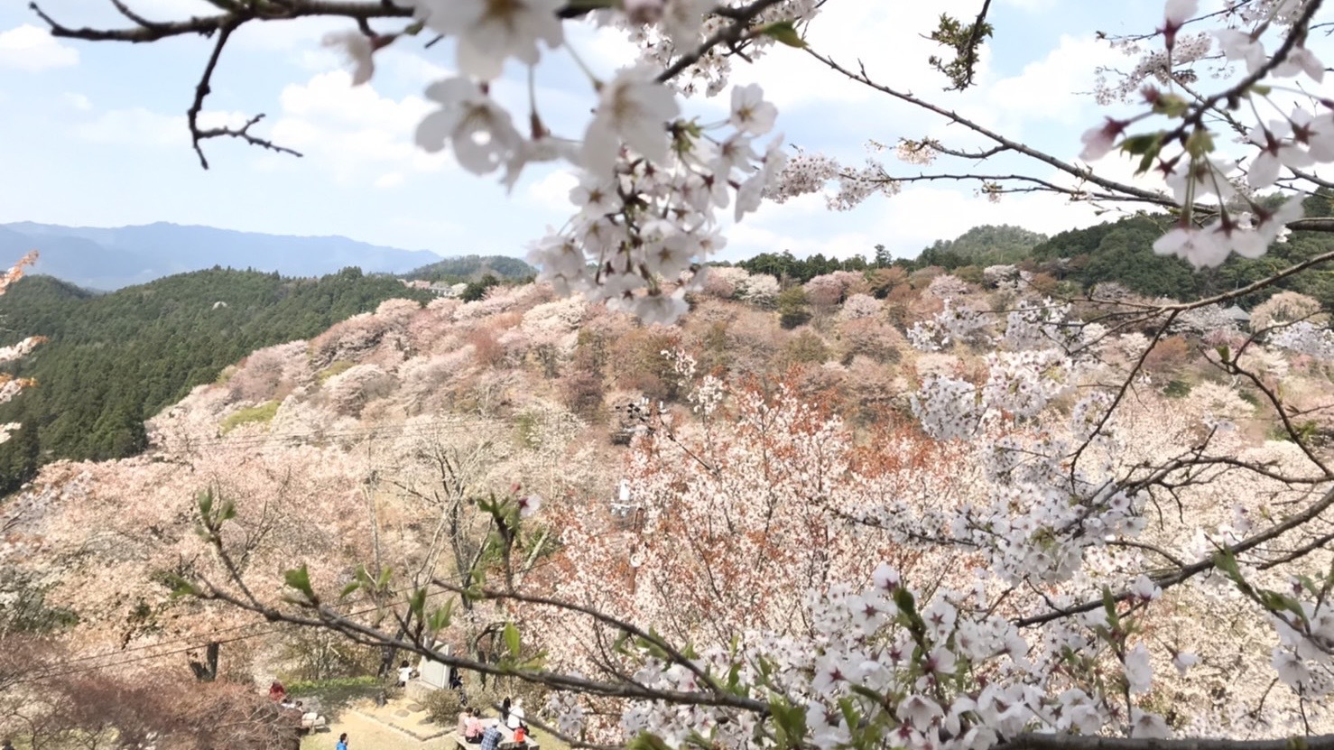 ＜春＞吉野山の千本桜