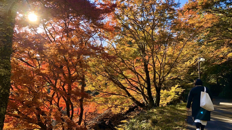 ＜秋＞吉野山の紅葉風景（下千本：七曲り坂）