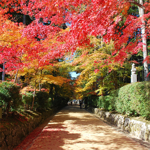 【高野山の紅葉】清々しい空気の中、美しい紅葉を観賞して心癒される一時