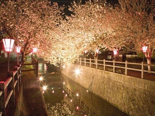 中野川八重桜ライトアップ