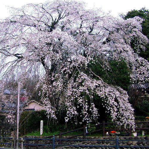 大原大しだれ桜