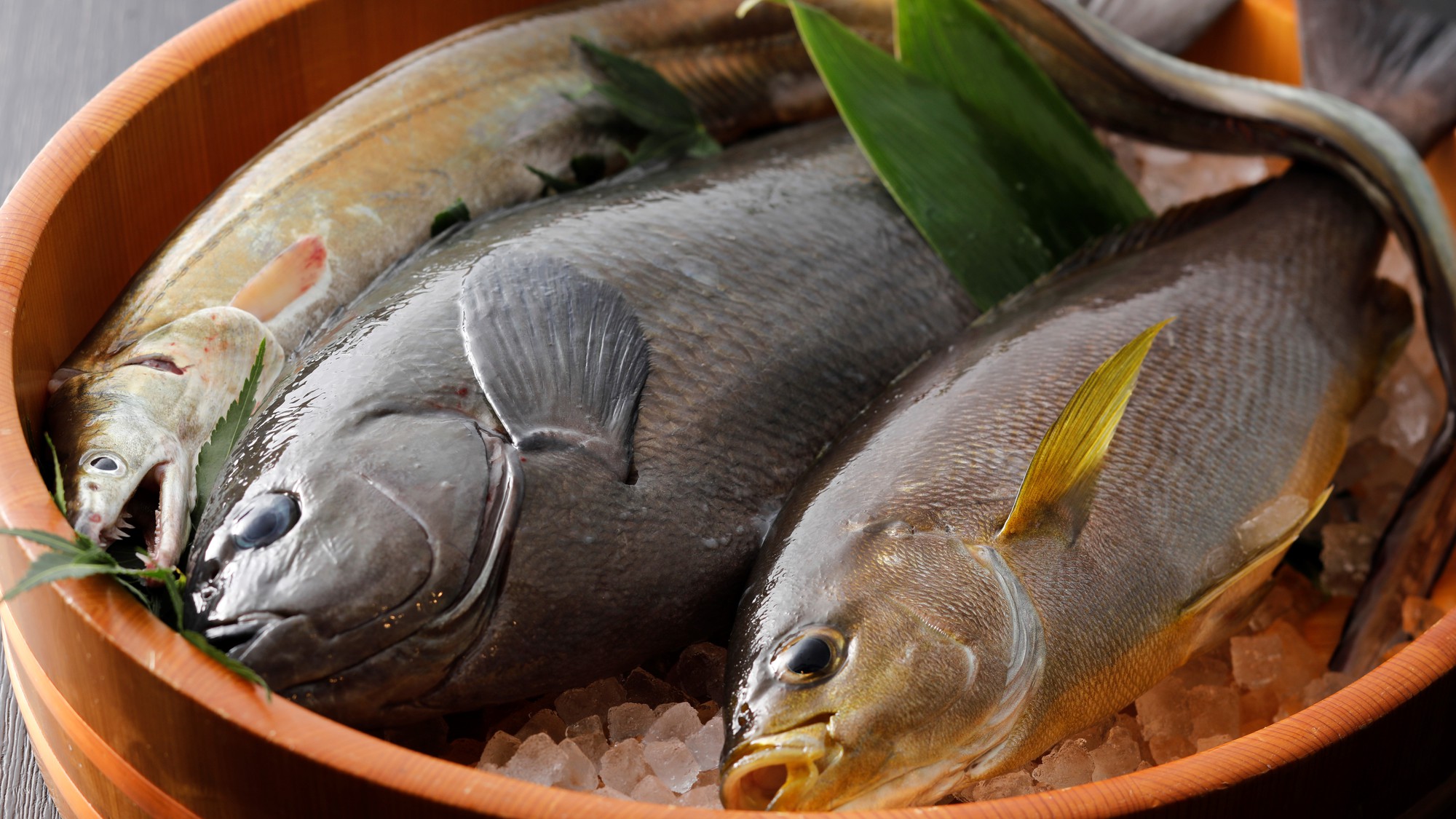 【食材】イサキ、グレ、鱧などの地魚