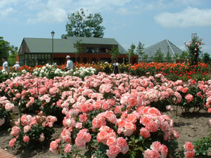 いわみざわ公園バラ園岩見沢市の花であるバラとハマナスが緑豊かな公園の中にうえられています。