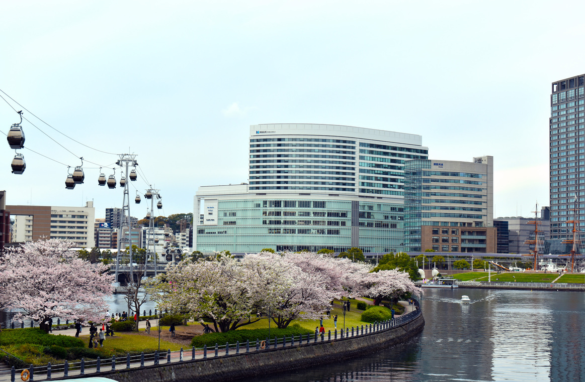桜開花時期（イメージ）