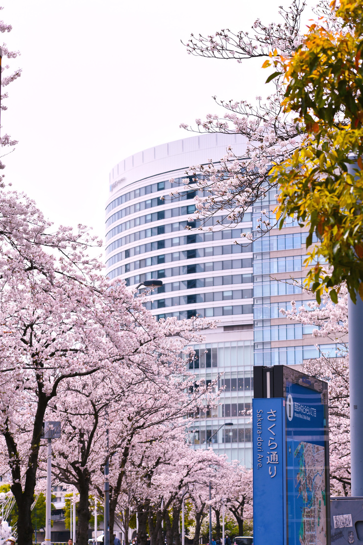 さくら通りからのイメージ