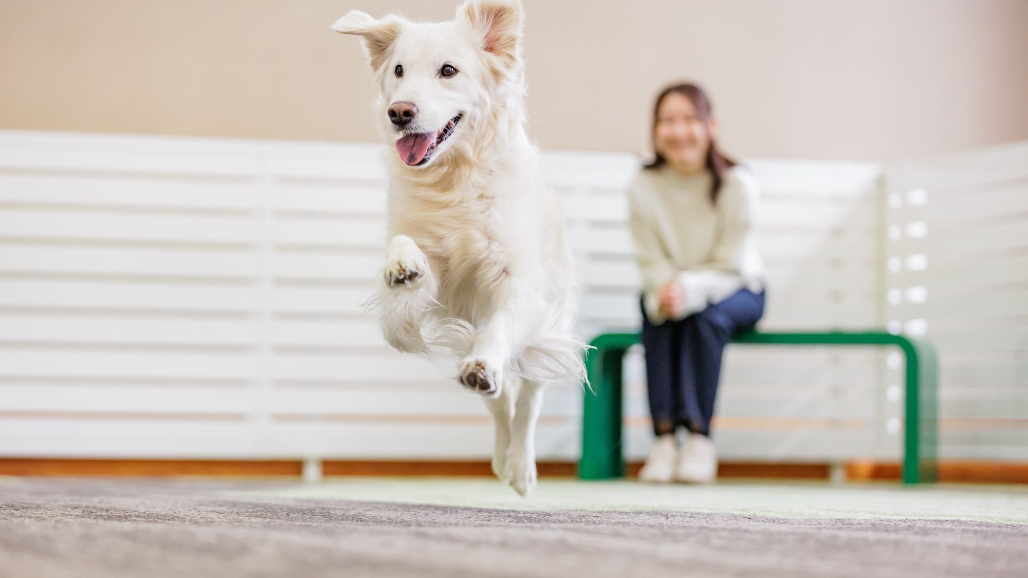 【屋内】ドッグラン