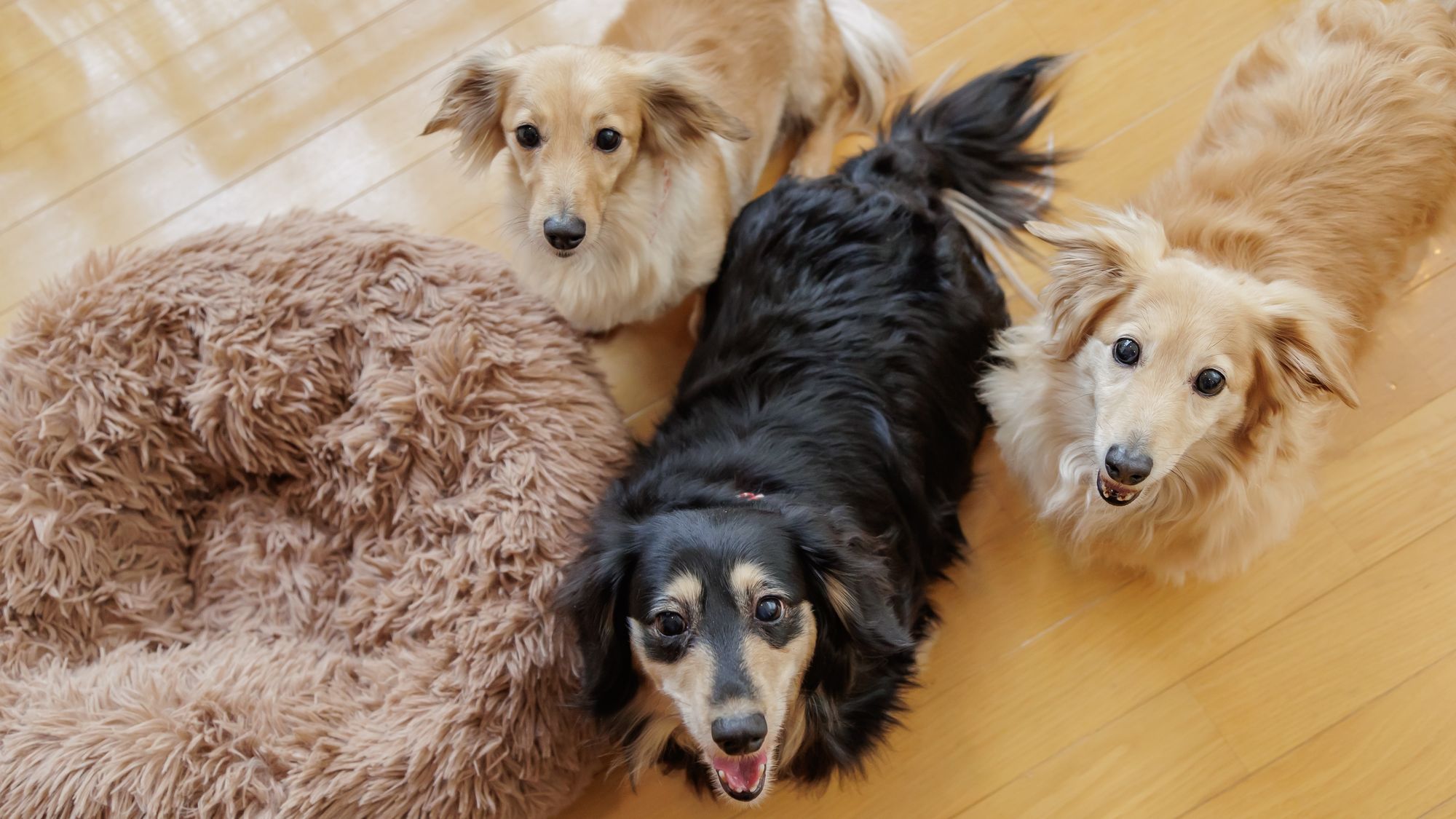 ワンちゃんと素敵なひとときをお過ごしください。