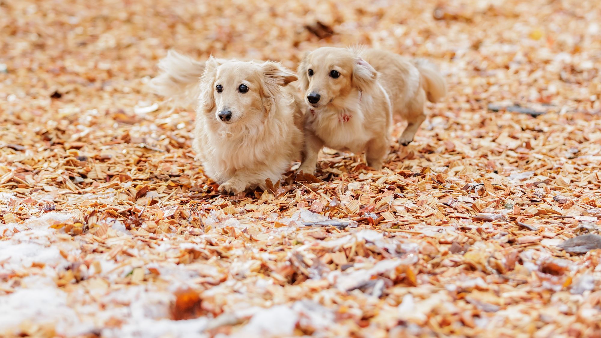 【屋外】ドッグラン