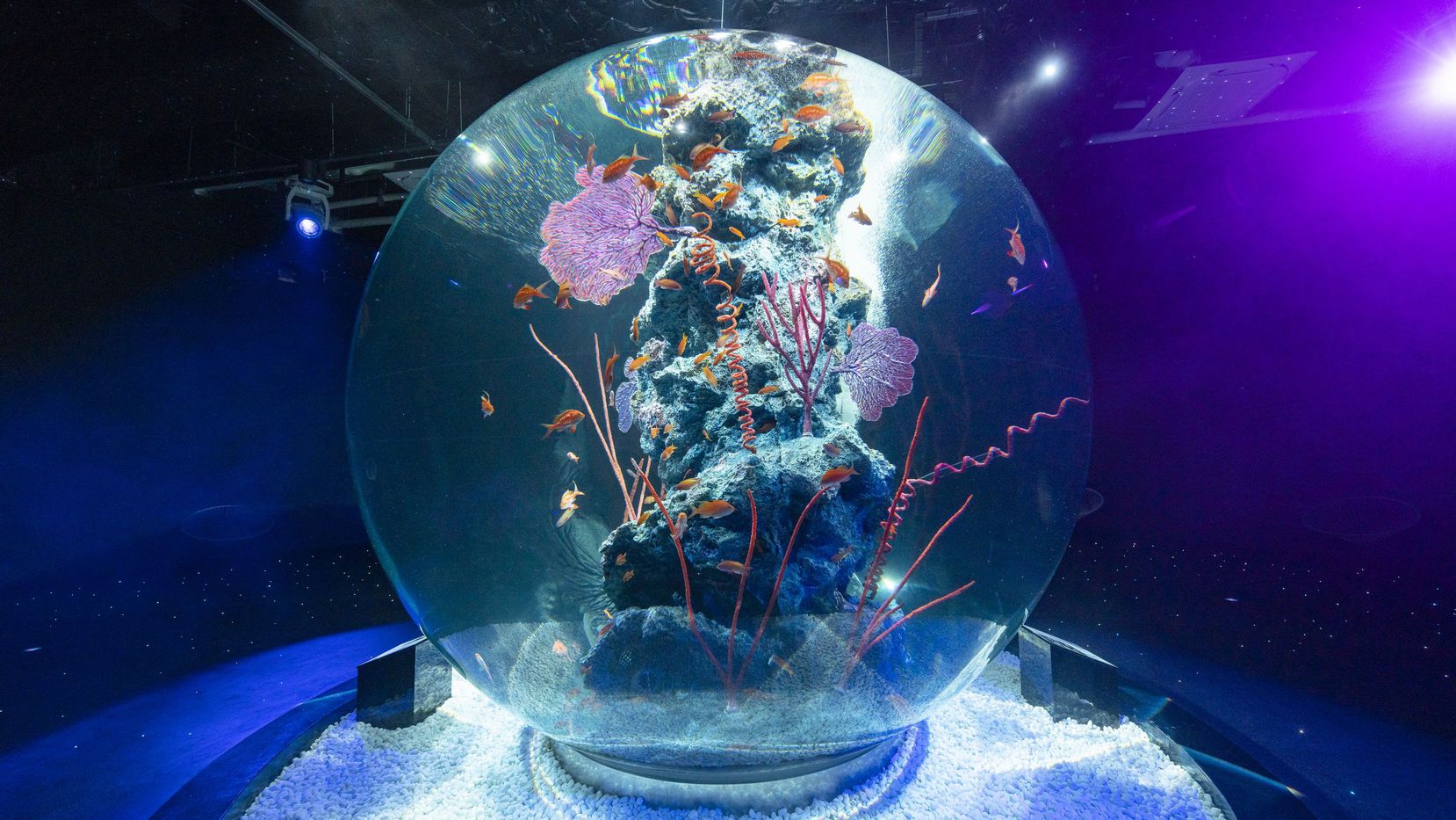 【新感覚都市型水族館】アクアリウム「atoa」入場券付きプラン