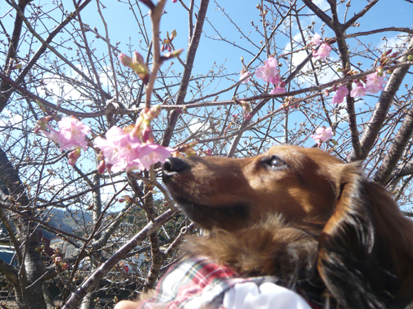 河津桜とチュラ