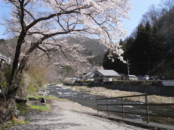 神流川沿いの桜
