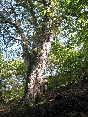 トチの巨木