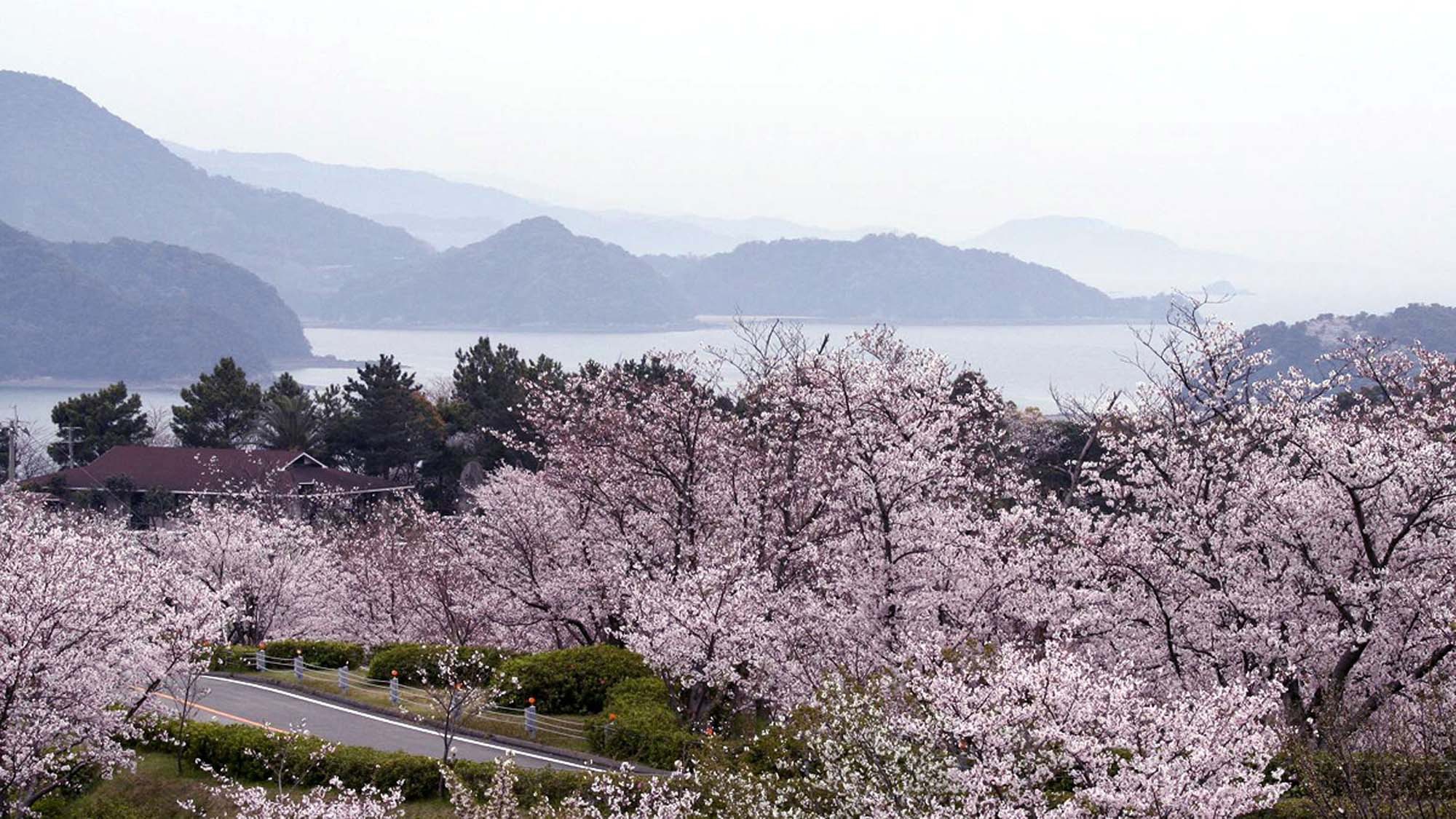 ＜御立岬公園の桜＞