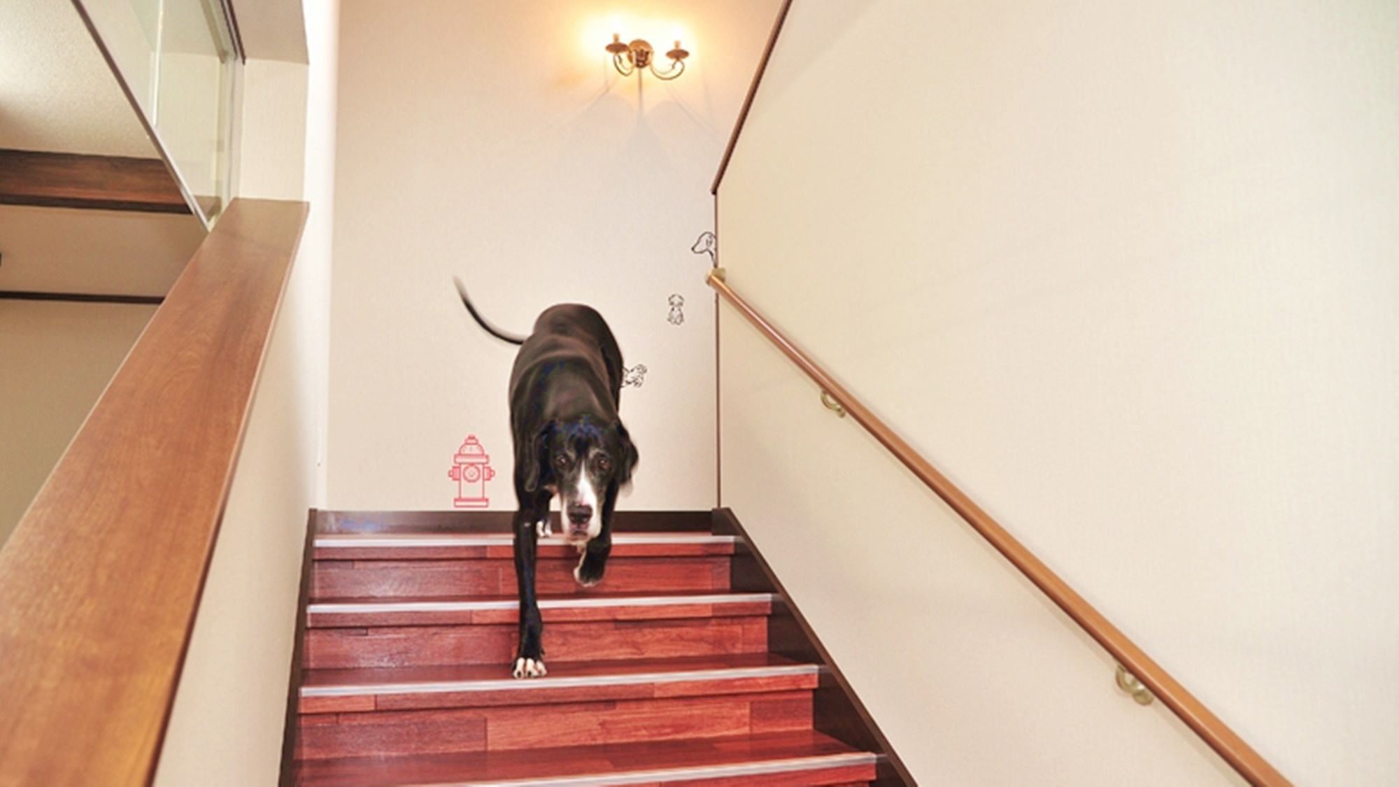 *館内/階段 一段の高さが低く、奥行きが広い、ペットに配慮した階段