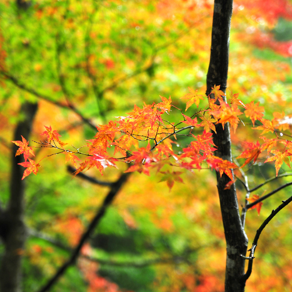 郡上八幡城もみじまつり