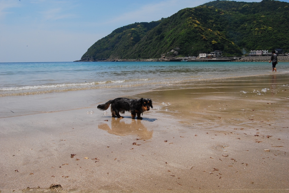 ペットと海水浴