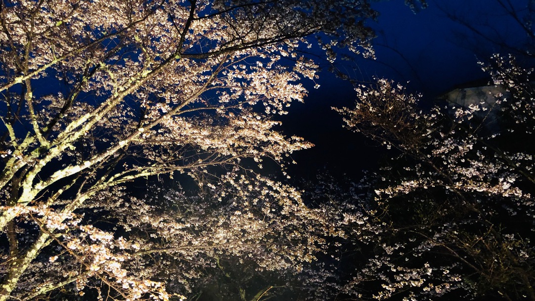 客室からの眺め夜桜ライトアップ