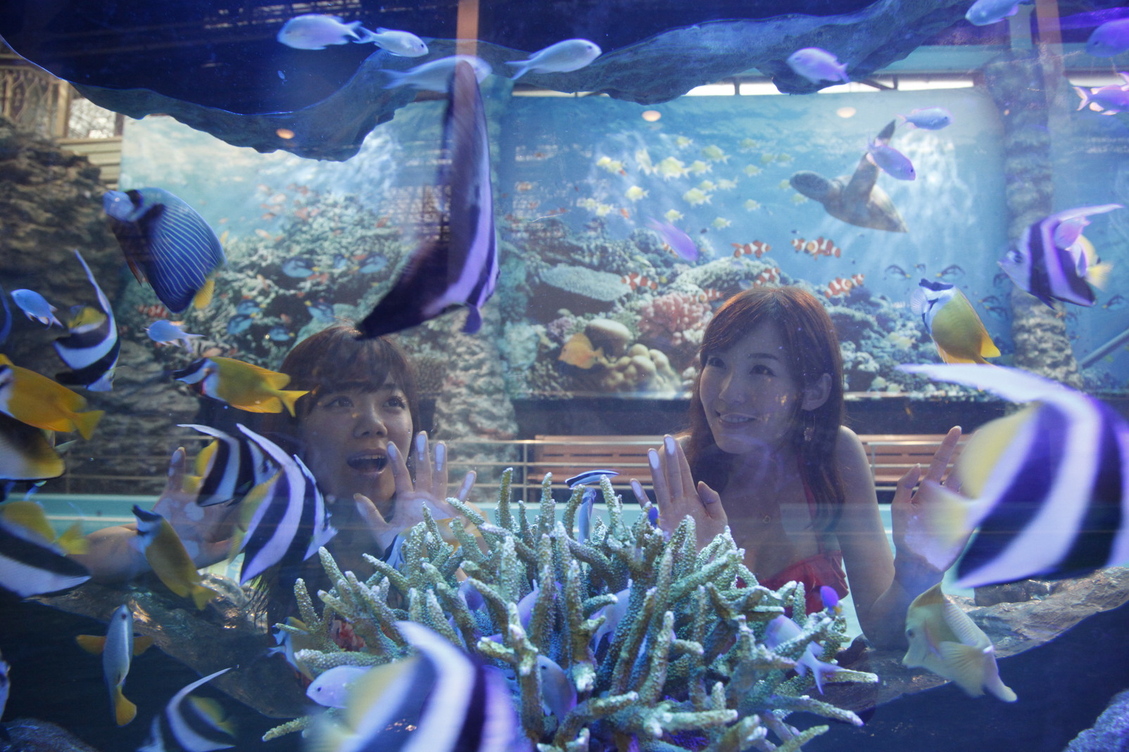流れるアクアリウムプールフィッシュゴーランド