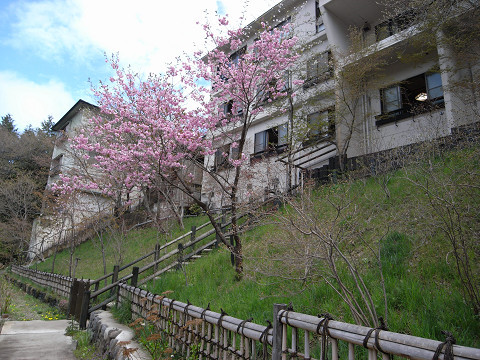 桜咲く春の裏庭
