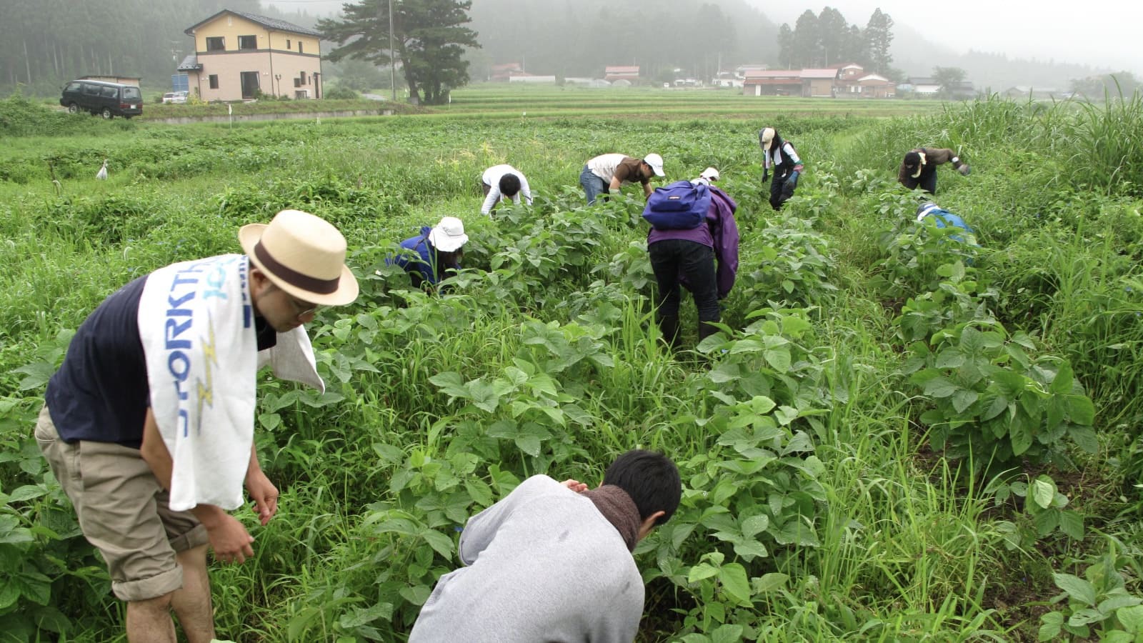 夏_農業体験旅館大沼では、無農薬で大豆を育てており、農業体験もできます