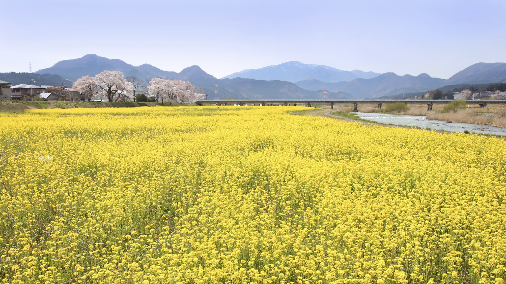 春_菜の花川渡温泉の河川敷は春になると菜の花がきれいです