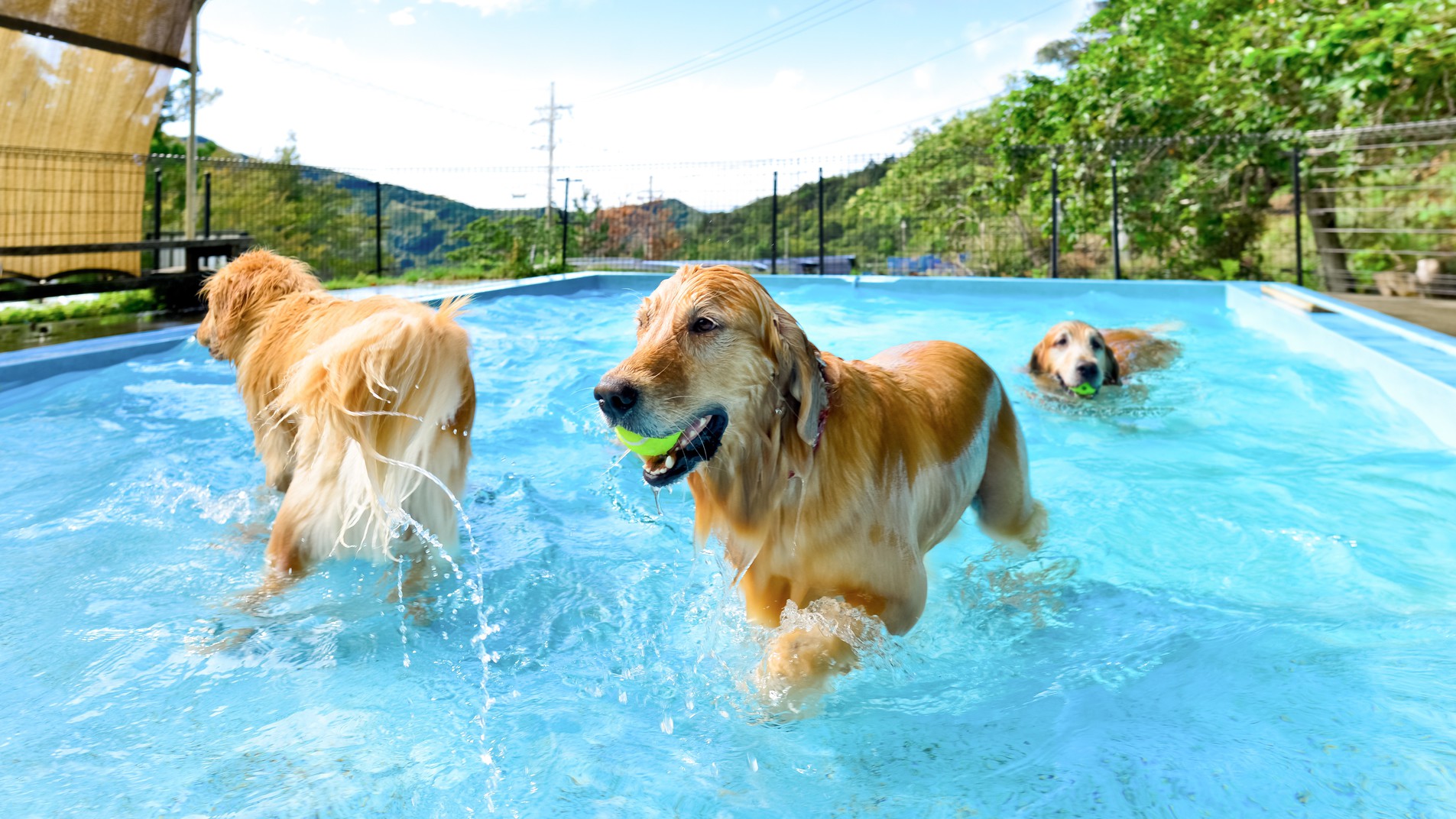 【ドッグプール】3月中旬〜11月中旬まで利用可能！小型犬から大型犬まで水遊びが楽しめ大人気です。