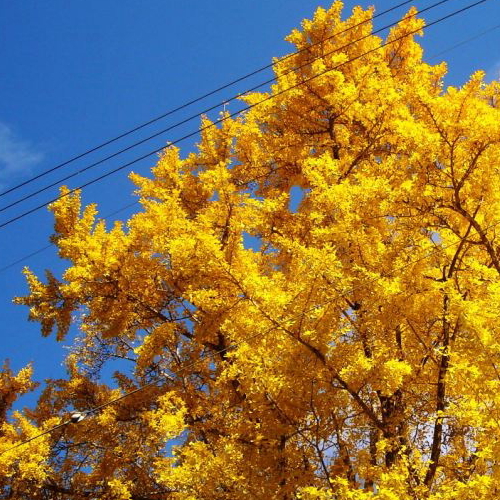 紅葉したイチョウ