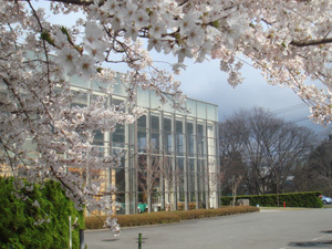 いちゑ外観桜♪ＧＷ頃には見ごろかも♪