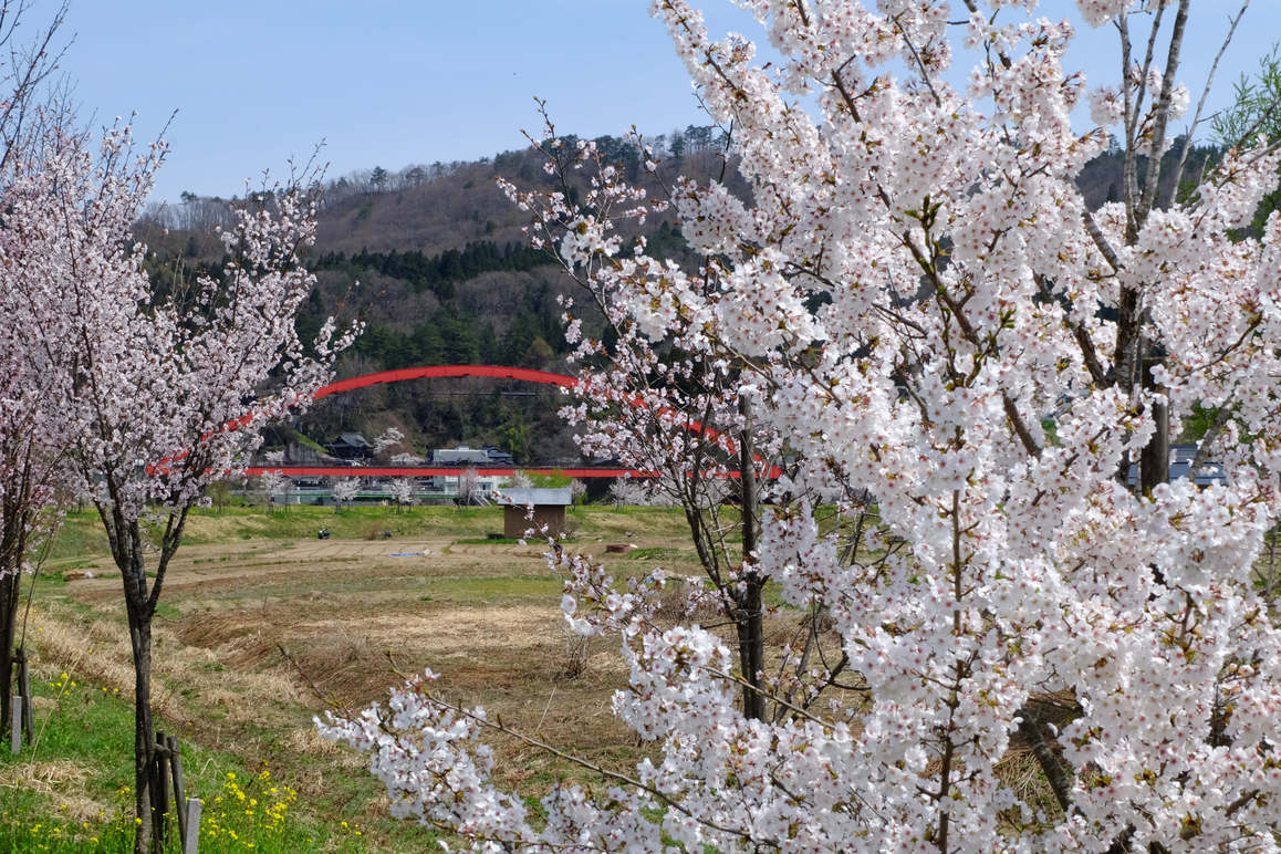 桜の風景