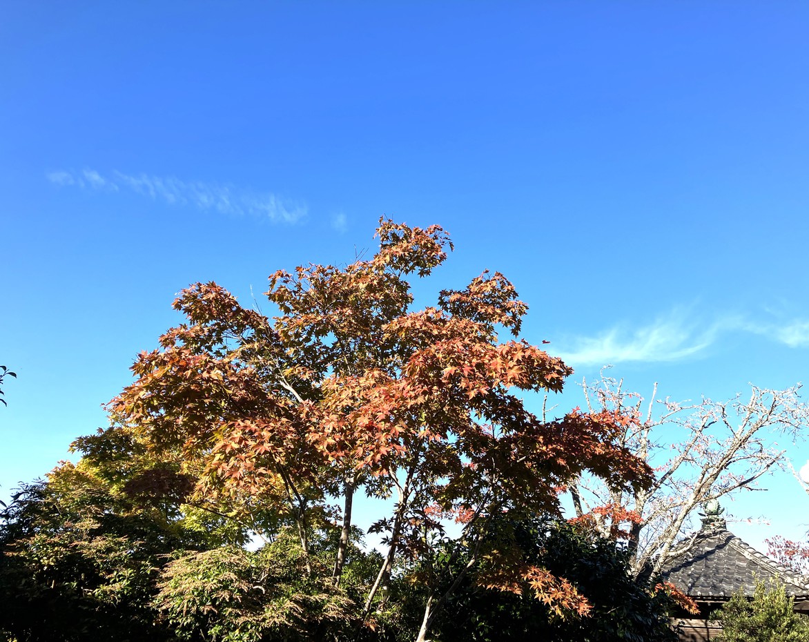 秋の景色