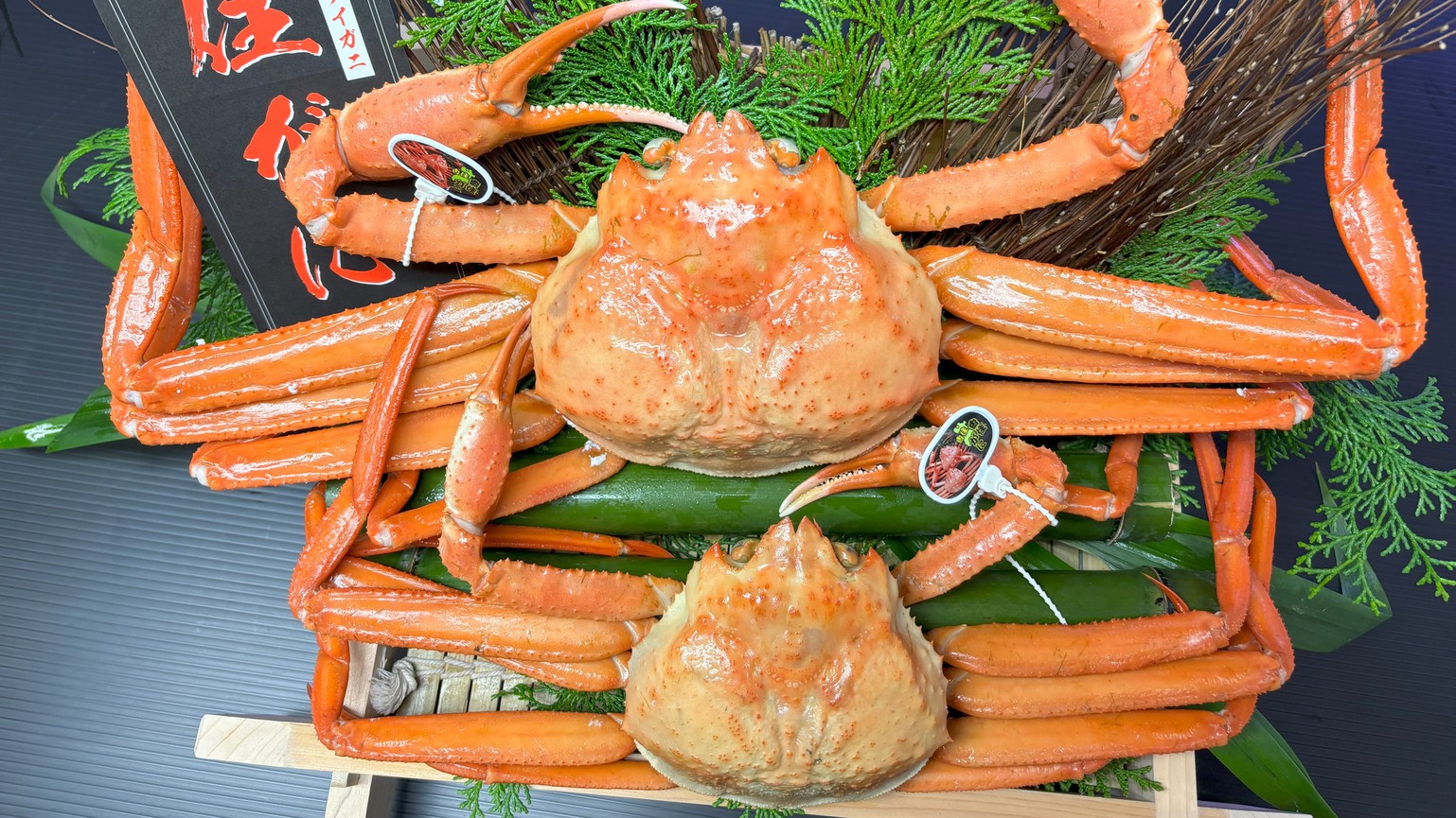 【5/31まで】超特大1kg以上のタグ付香住蟹（紅ずわいがに）姿盛り付　香住蟹と但馬牛のコラボプラン