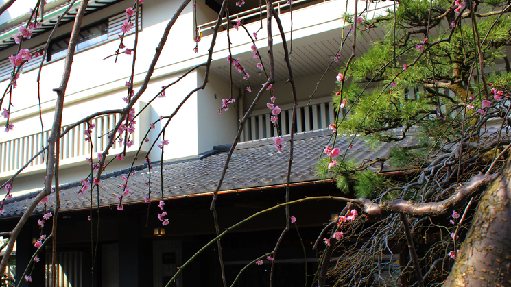 【玄関】しだれ梅と松。きちんと手入れされたお庭のおもてなしに期待が高まります。